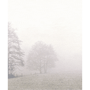 SE TB Bäume im Nebel, Paket E