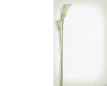 SE TA Kalla - Karte: 185 mm x 230 mm, edel-weiß, Motiv - Hülle: 120 mm x 191 mm, edel-weiß, mit Seidenfutter